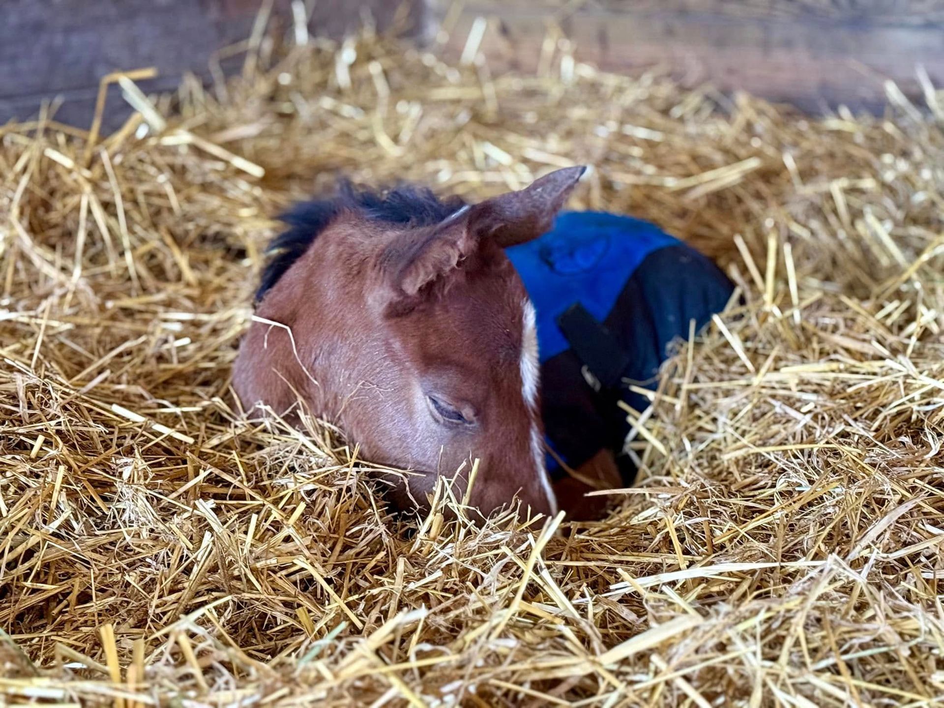 2025 Foals from Buckeye Stallion Station in Hubbard Ohio.