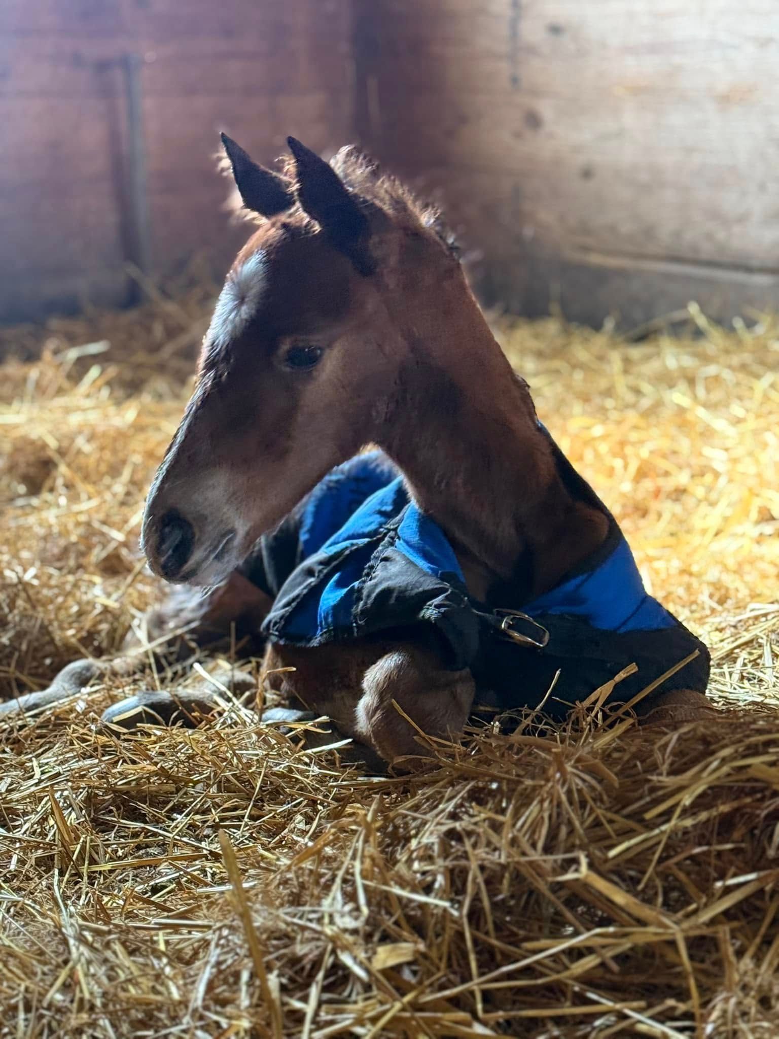 A baby horse is laying in a pile of hay in a stable.