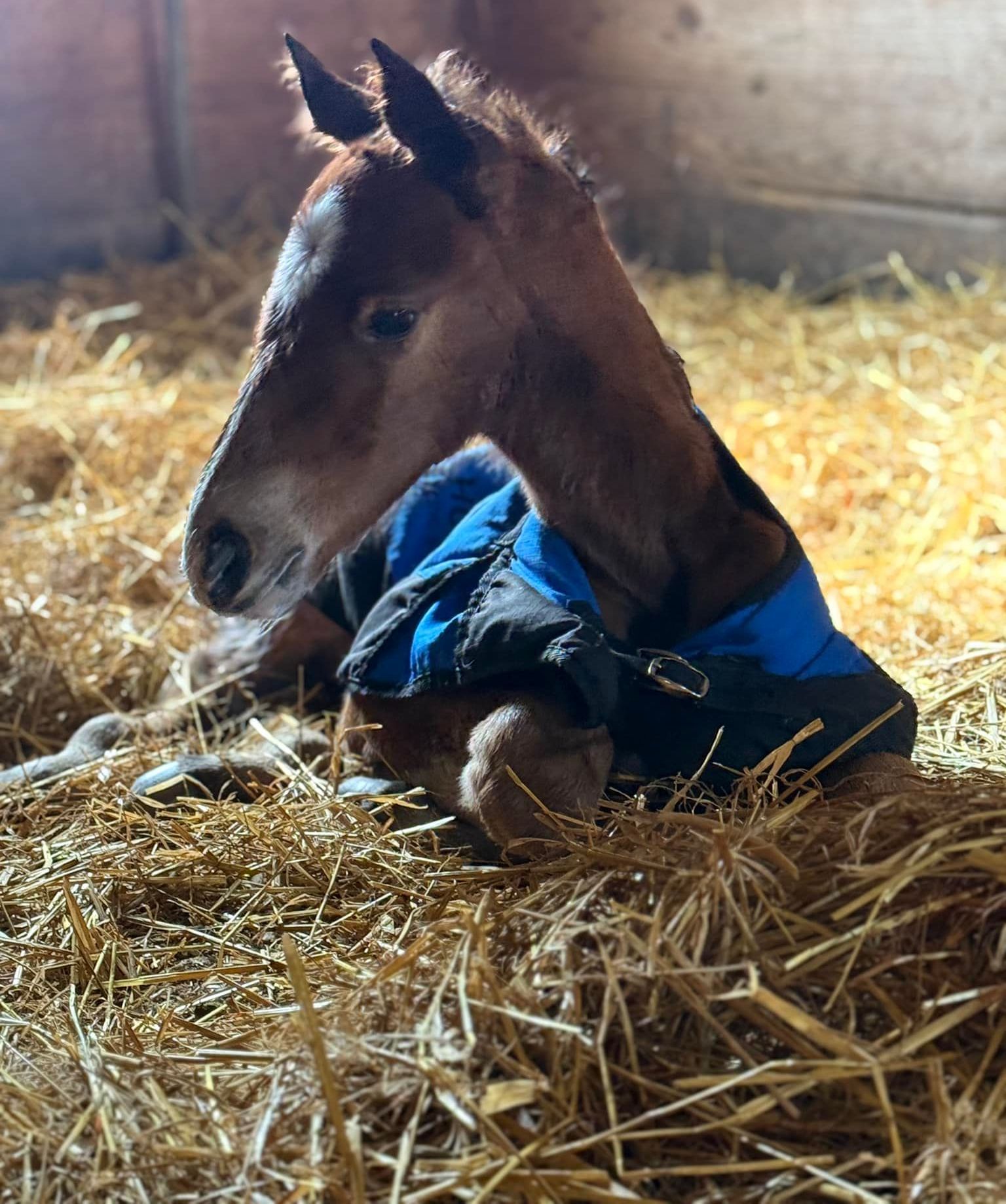 2025 Foals from Buckeye Stallion Station in Ohio. Near Kentucky, Pennsylvania, Michigan, Virginia, Texas.