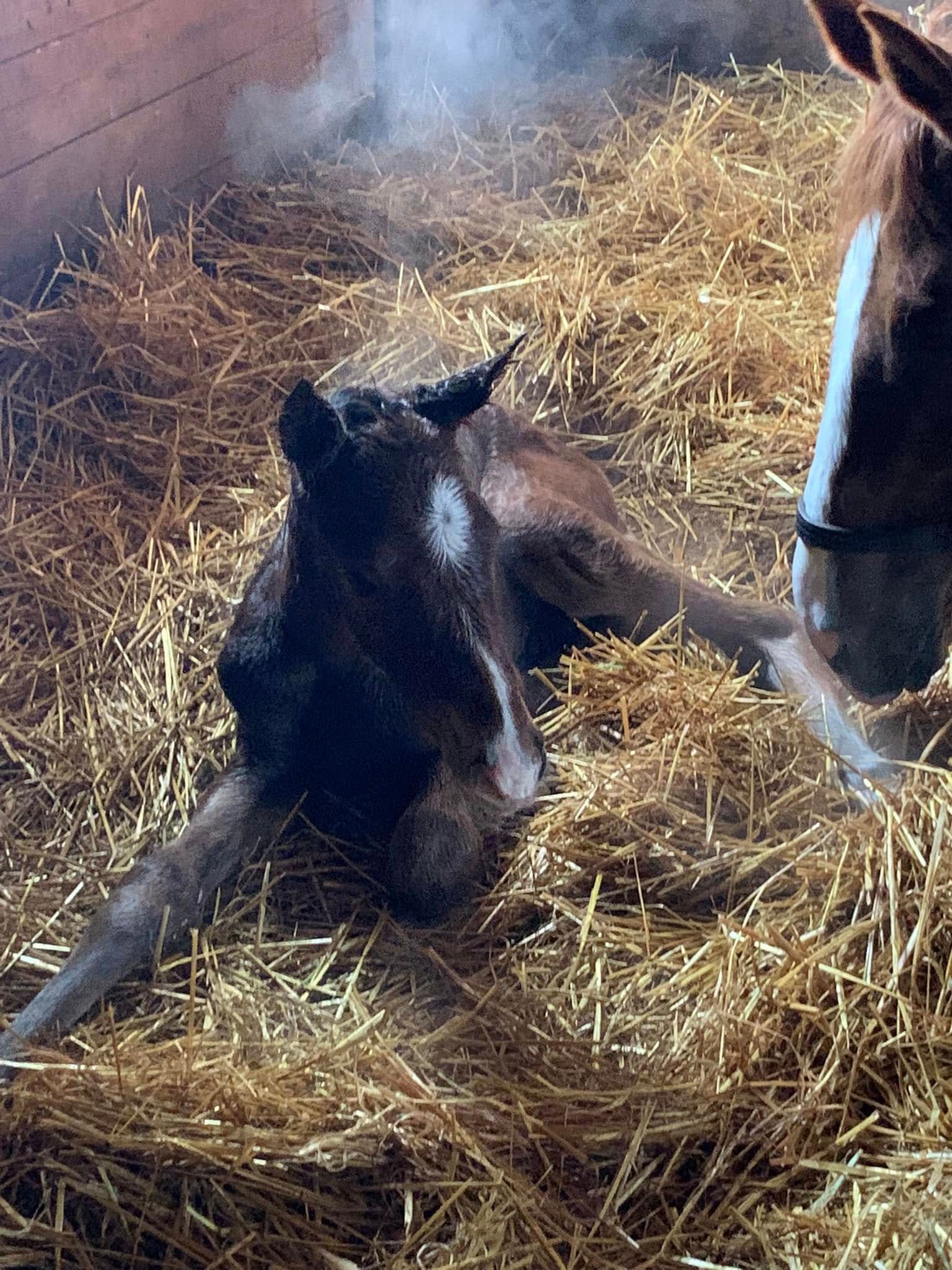 2025 Foals from Buckeye Stallion Station in Ohio. new foals
