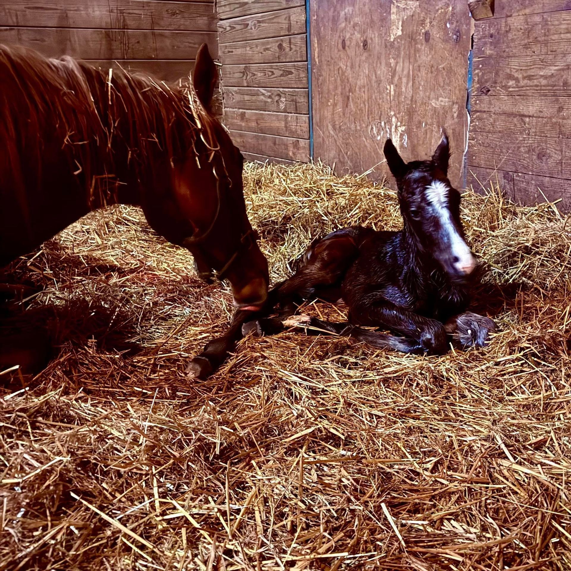 2025 Foals from Buckeye Stallion Station in Ohio. Near Kentucky, Pennsylvania, filly and foal