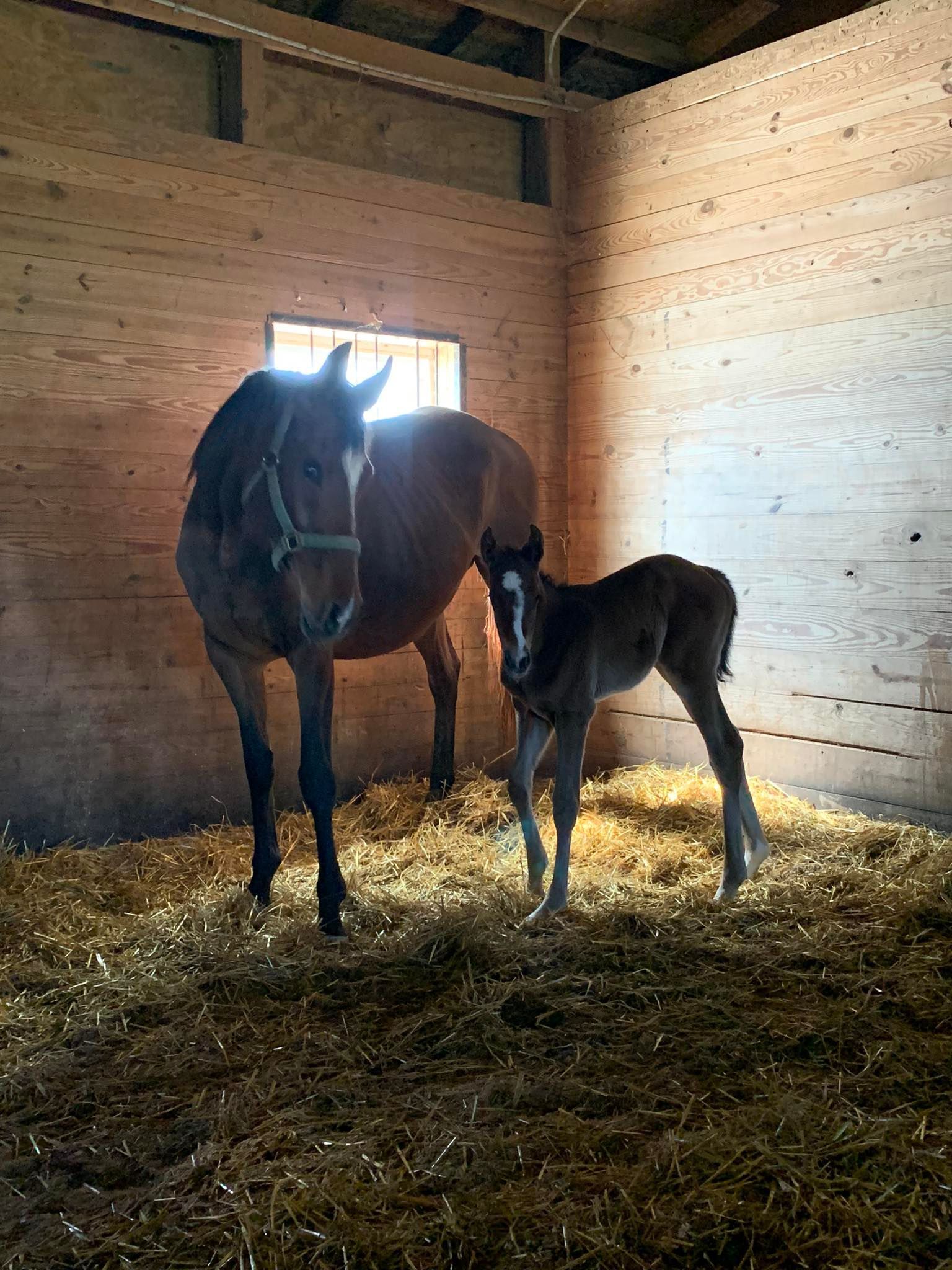 2025 Foals from Buckeye Stallion Station in Ohio. Near Kentucky, Pennsylvania, Michigan, Indiana,