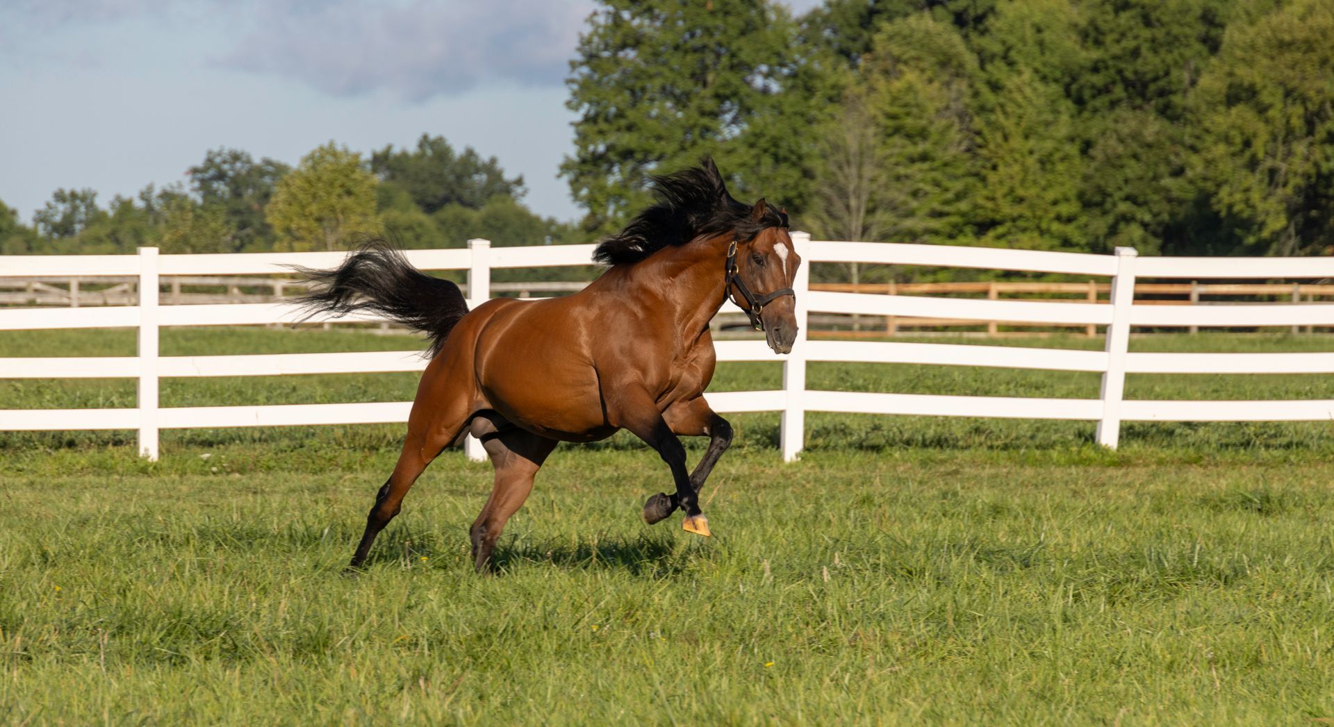 A brown horse is running in a field next to a white fence.