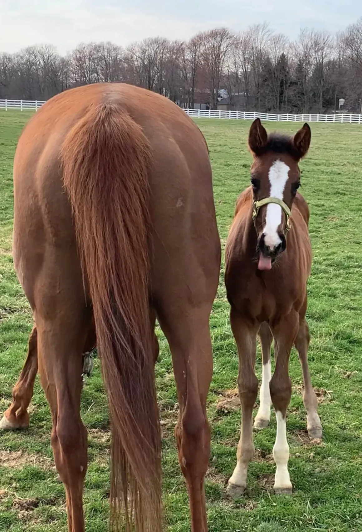 Two horses are standing next to each other in a grassy field.