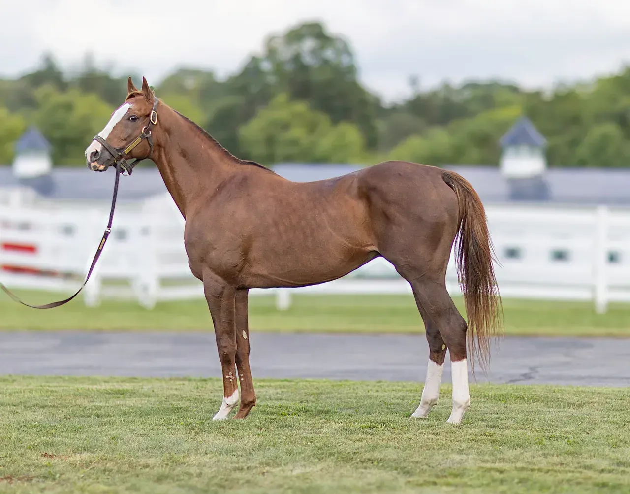 A brown horse is standing in a field with a white fence in the background.