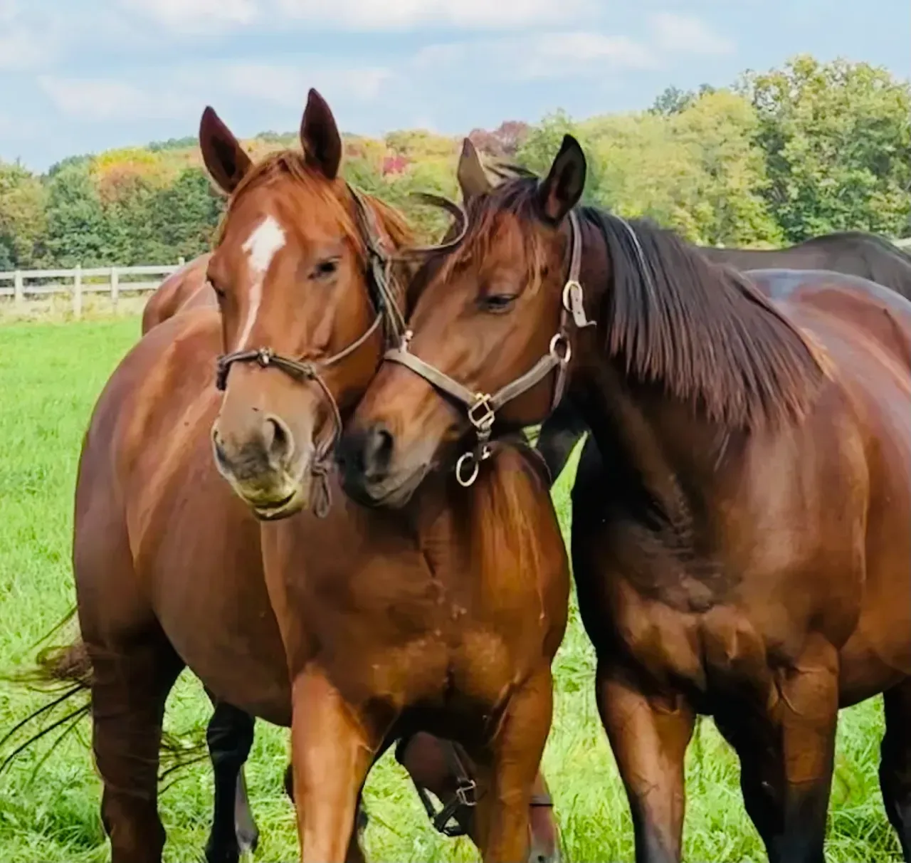 Two brown horses standing next to each other in a grassy field