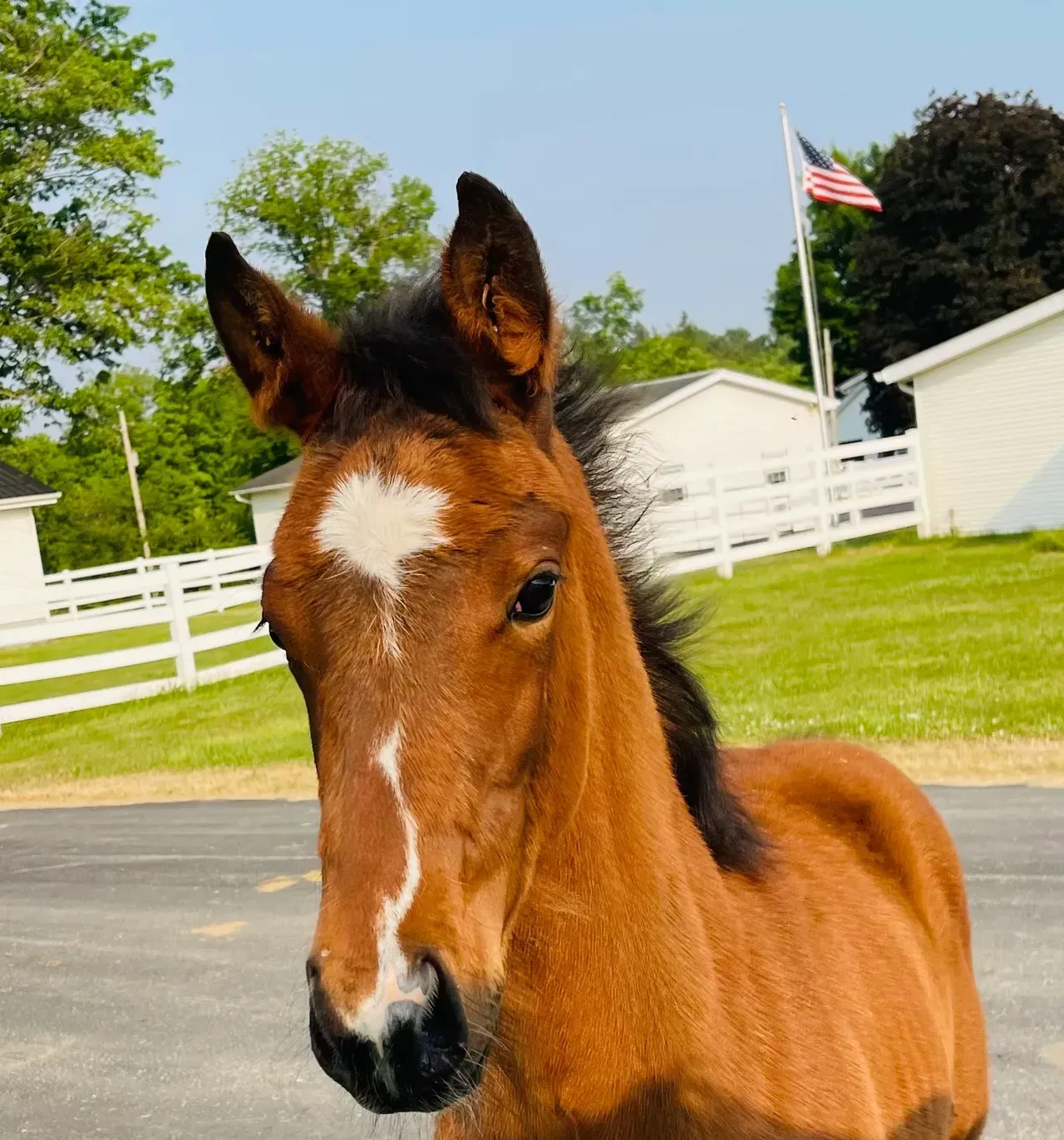 A brown horse with a white spot on its forehead