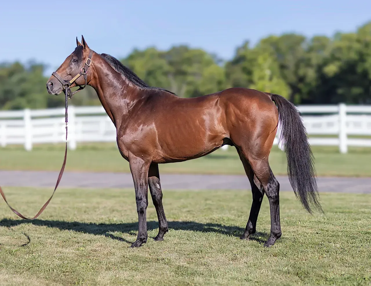 A brown horse is standing in a field with a white fence in the background