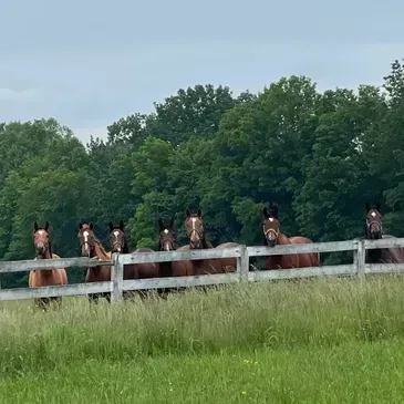 Buckeye Stallion Station near Kentucky with horses Tapidor, Oak Room, Fight with Honor,
 Segovia, Texas Red, 