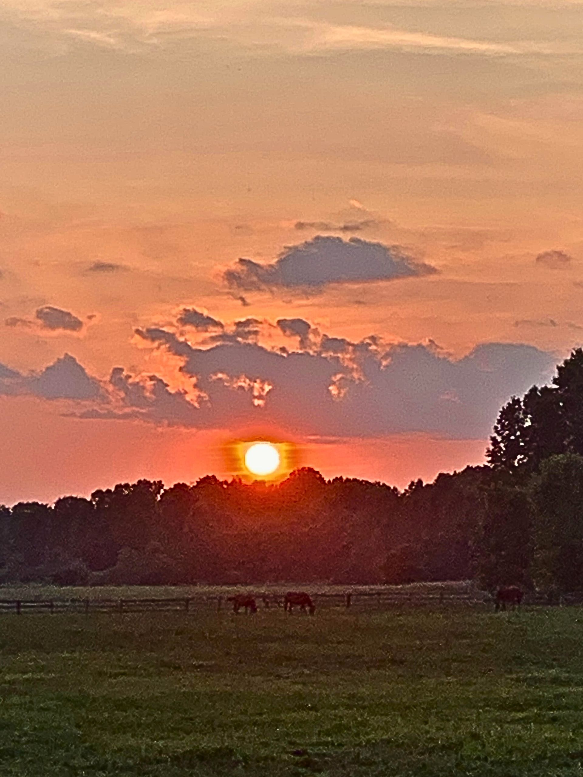Sunset at Buckeye Stallion Station: 8 mares in foal