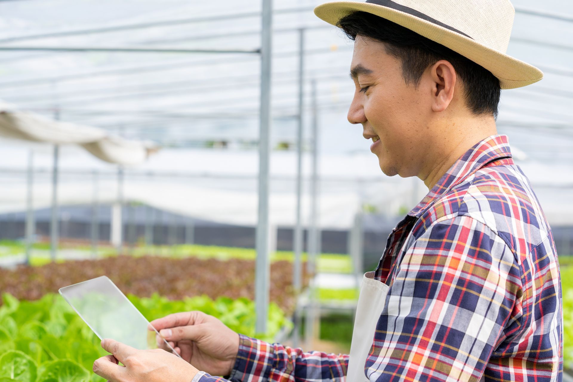 Man Observing Lettuce Growth — Okeechobee, FL — Cowboy Capital