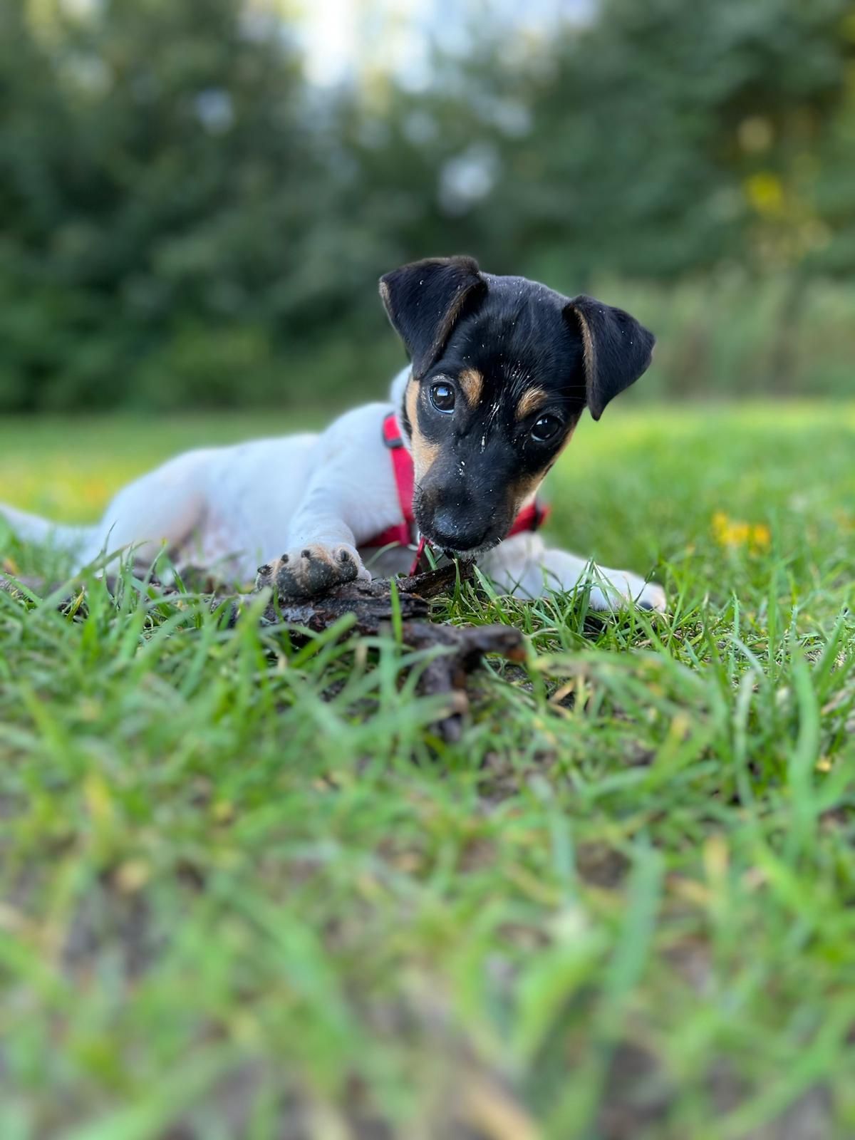 Gedragsconsult, Puppy coaching, 1 op 1 puppycursus, puppytest