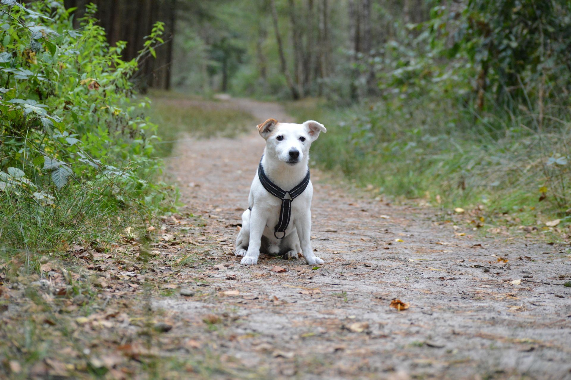 Hondenspecialist Lisa, Home, Hondengedragsdeskundige, Puppycoach, Puppytest