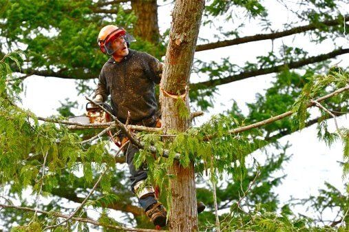 arborist in Elma NY arborist in Elma NY