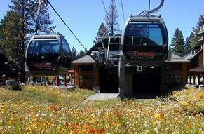 Cable cars at a ski resort, in front of a building, over a field of wildflowers.
