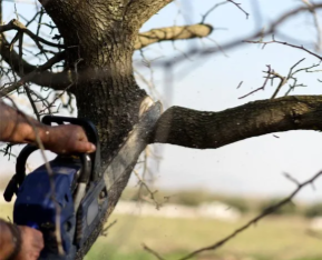 Tree Surgeon