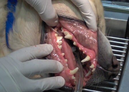 Dog Teeth - Dental Issue in Rahway, NJ