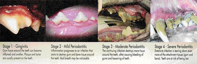 is periodontal disease contagious in dogs