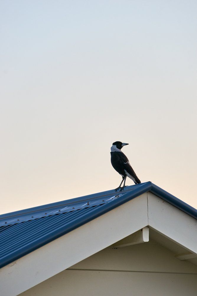 Ridge Of A Corrugated Iron Roof And An Australian Magpie — Gutter & Roof Repairs in Wollongong, NSW