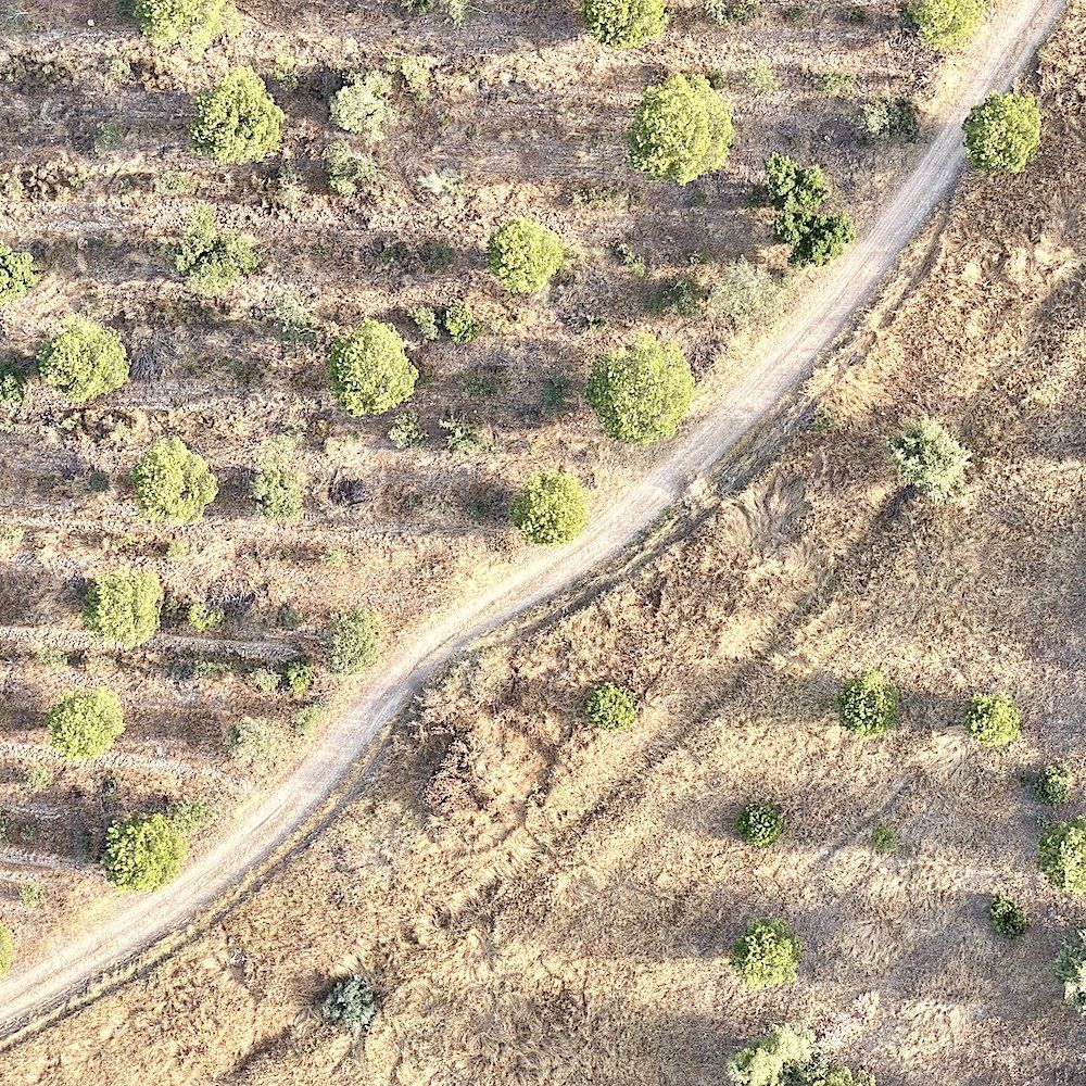 portugal+love+up+alentejo+hot+air+balloon+olive+trees+