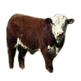 Cattle and Equestrian