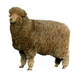 Sheep, Alpachas and Pigs