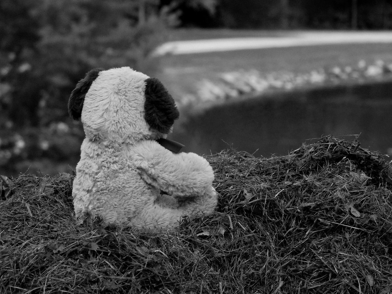 Black and White photo of the back of a teddy bear, sitting in a grass field