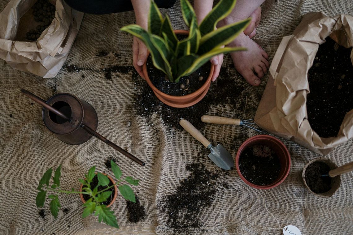 Person repotting a snake plant surrounded by gardening supplies on a woven rug.
