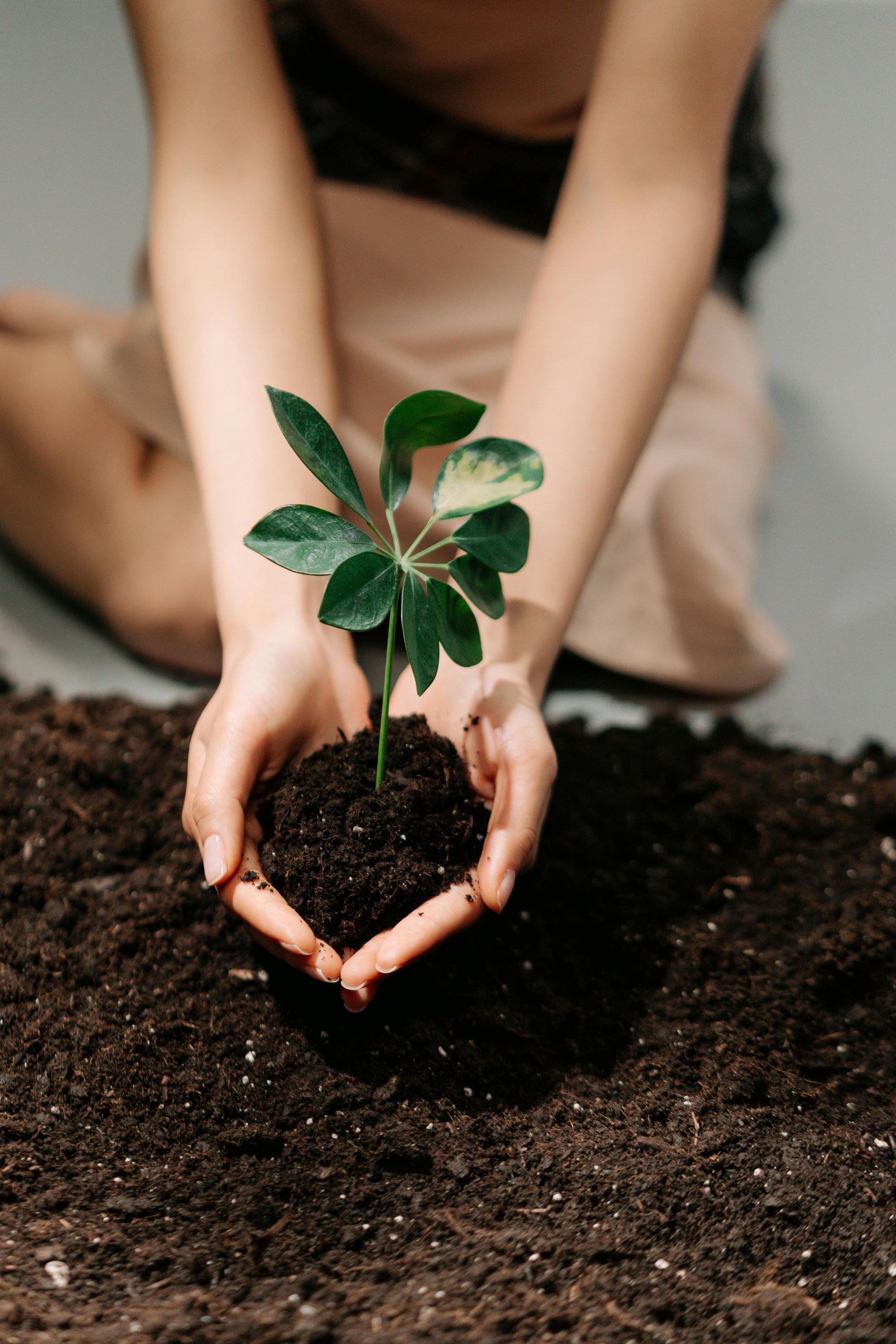 Person holding a small plant with green leaves in cupped hands, surrounded by dark soil.