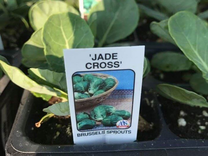 Gardening — Jade Cross Plant in Easley, SC
