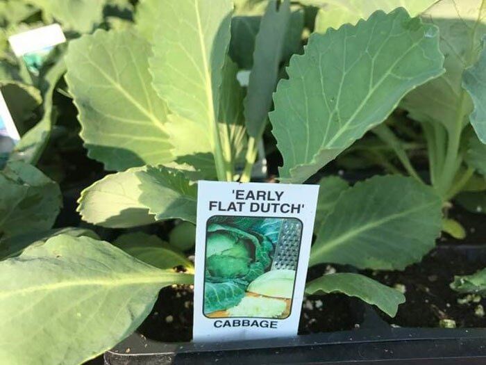 Gardening Material — Early Flat Dutch Plant in Easley, SC