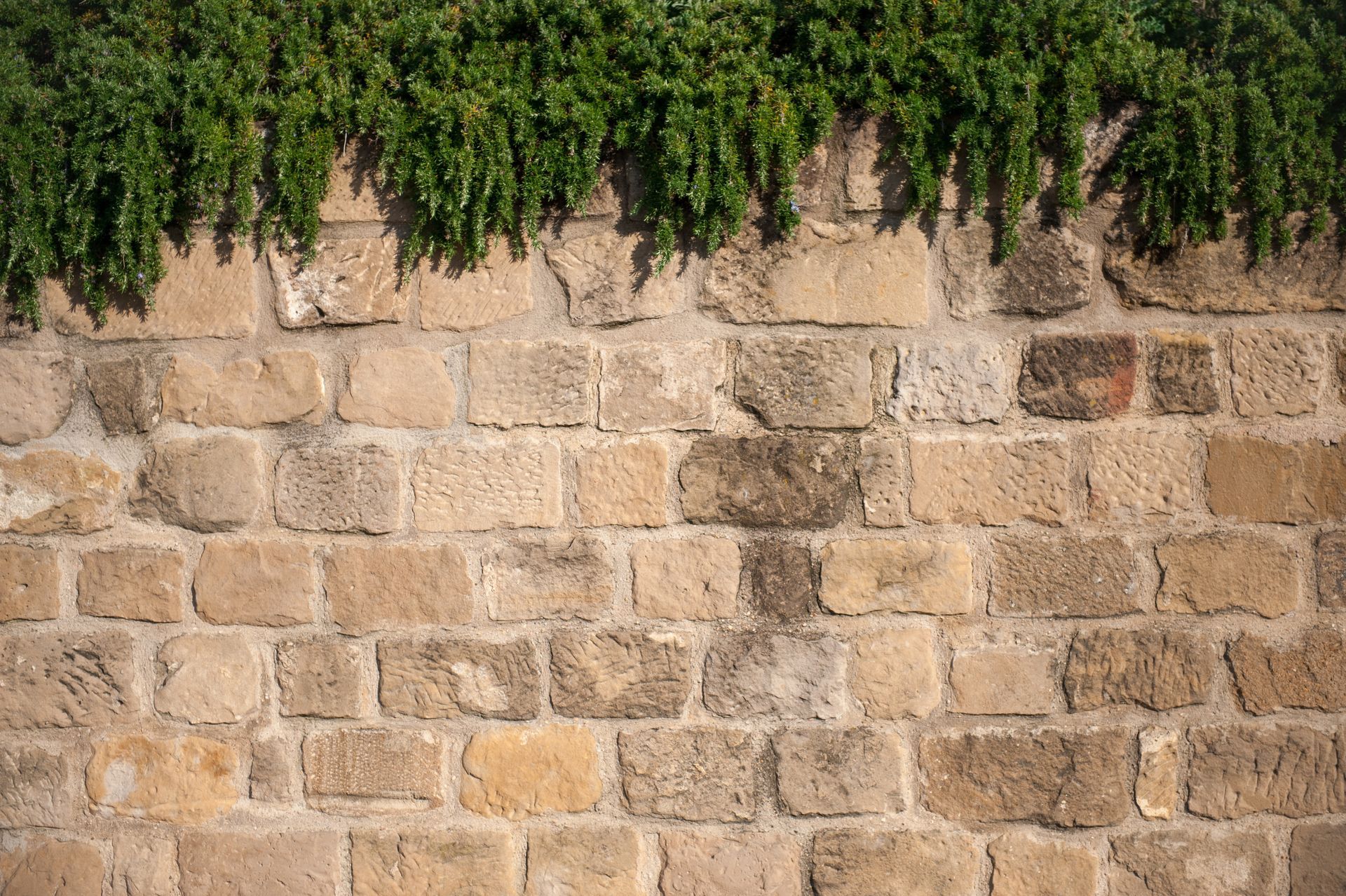 Vibrant green tree leaves against a rustic brown brick wall.