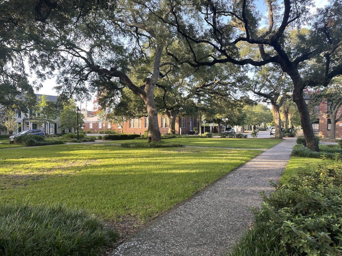Towering Oak Trees in Greene Square in Savannah, Georgia