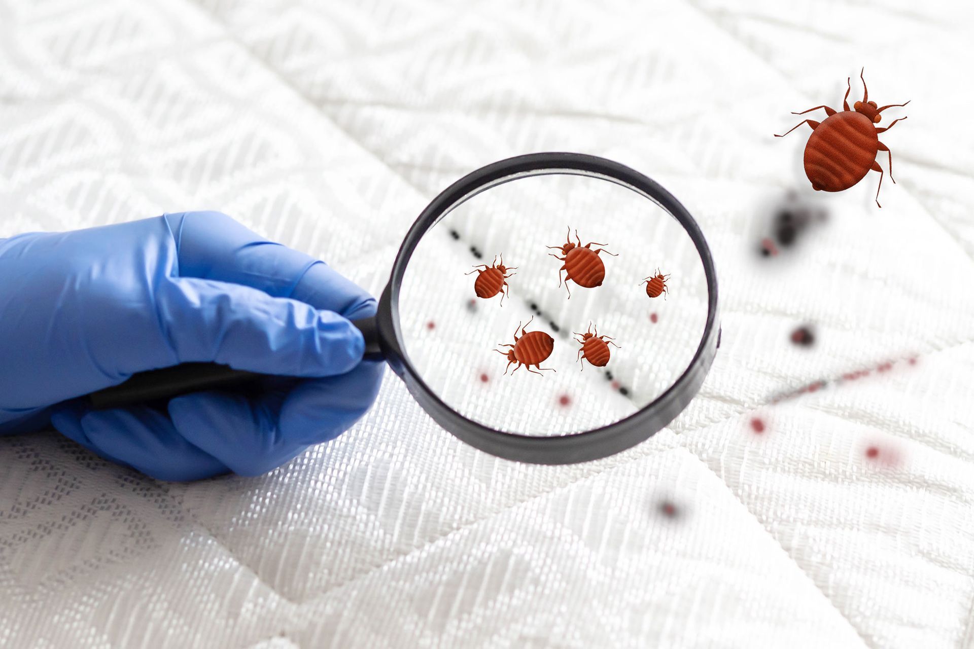 Hand in a blue glove holding a magnifying glass over a bed with bed bugs and red blood spots.