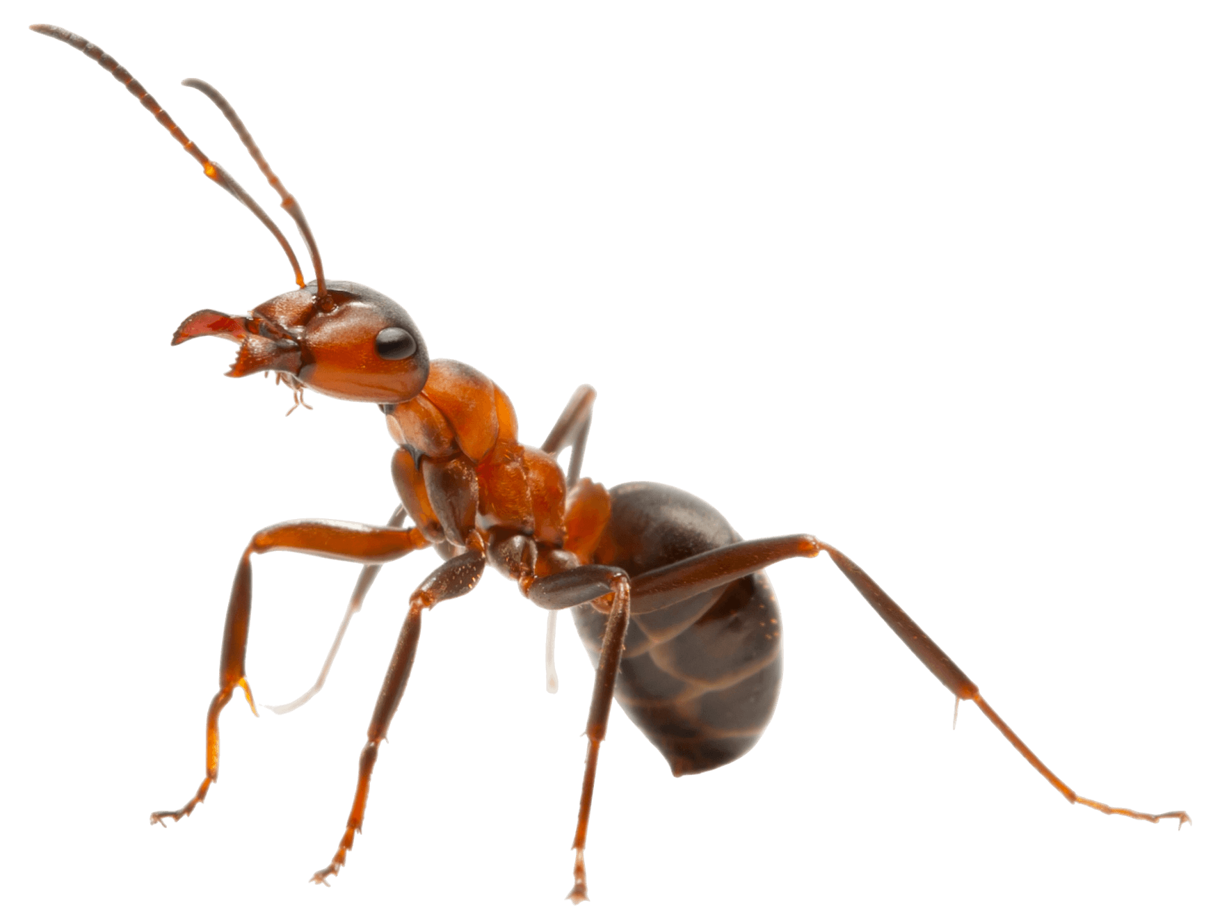 Red and black ant with open mandibles, looking to the left.