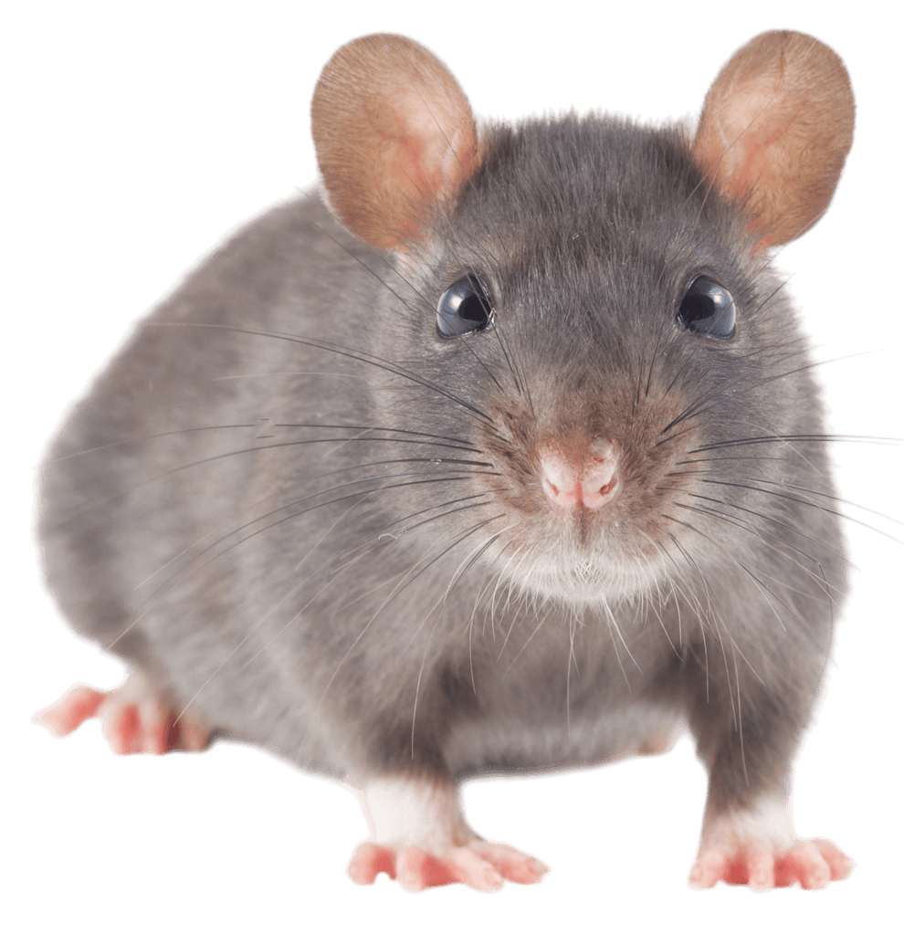 Gray rat with pink nose and feet looking directly at the viewer.