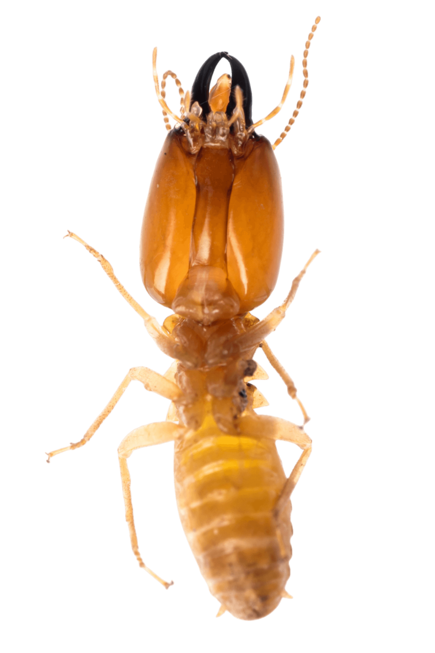 Termite, viewed from above, with brown body and black head.