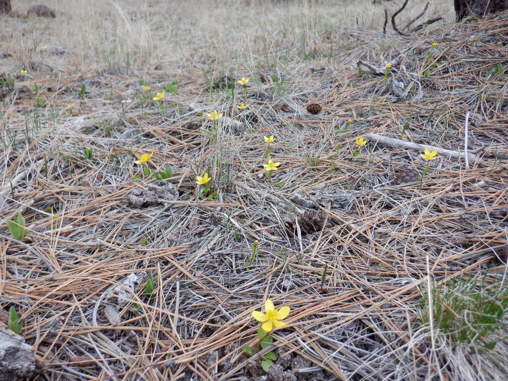 Yellow wildflowers blooming amongst brown pine needles and fallen branches.