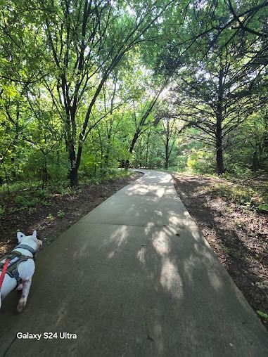 Dog on a leash walks down a paved path through a lush green forest with sunlight streaming through trees.