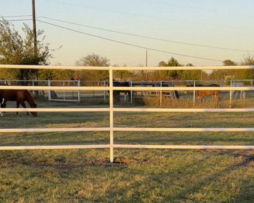 Horses grazing in a field behind a white fence