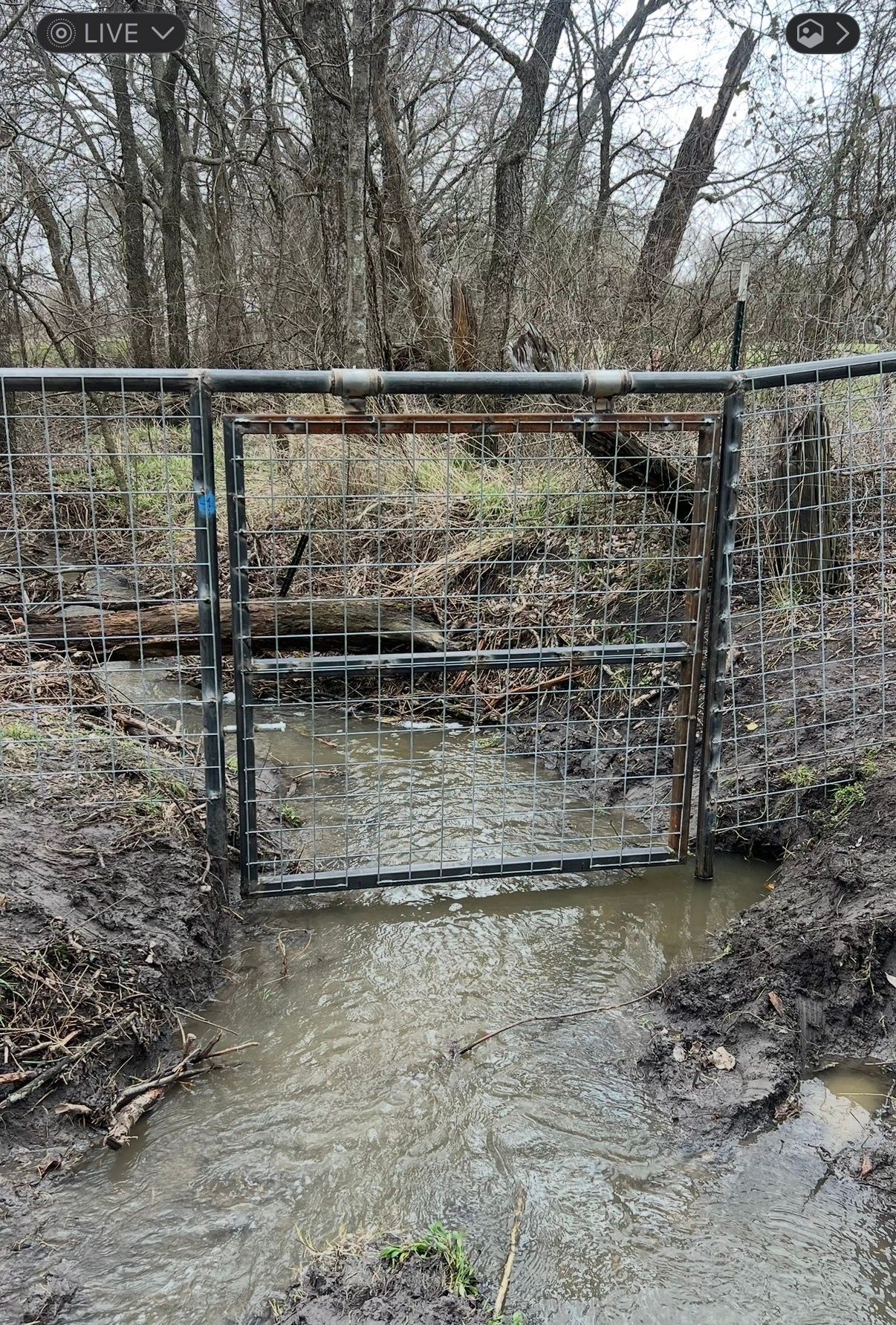 A metal gate partially submerged in a muddy, flowing creek within a wooded area under an overcast sky.