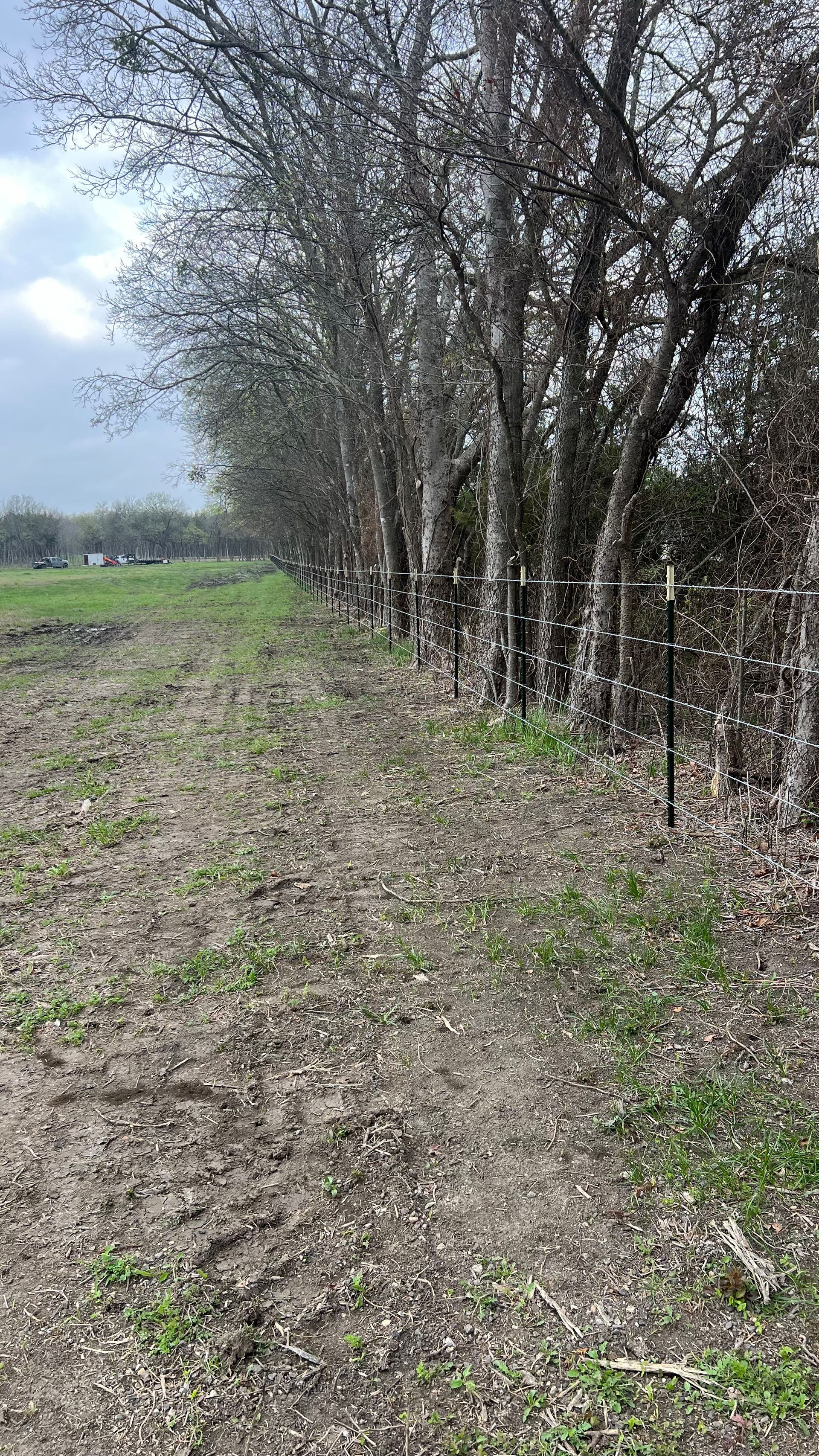 A row of trees along a dirt road in a field.