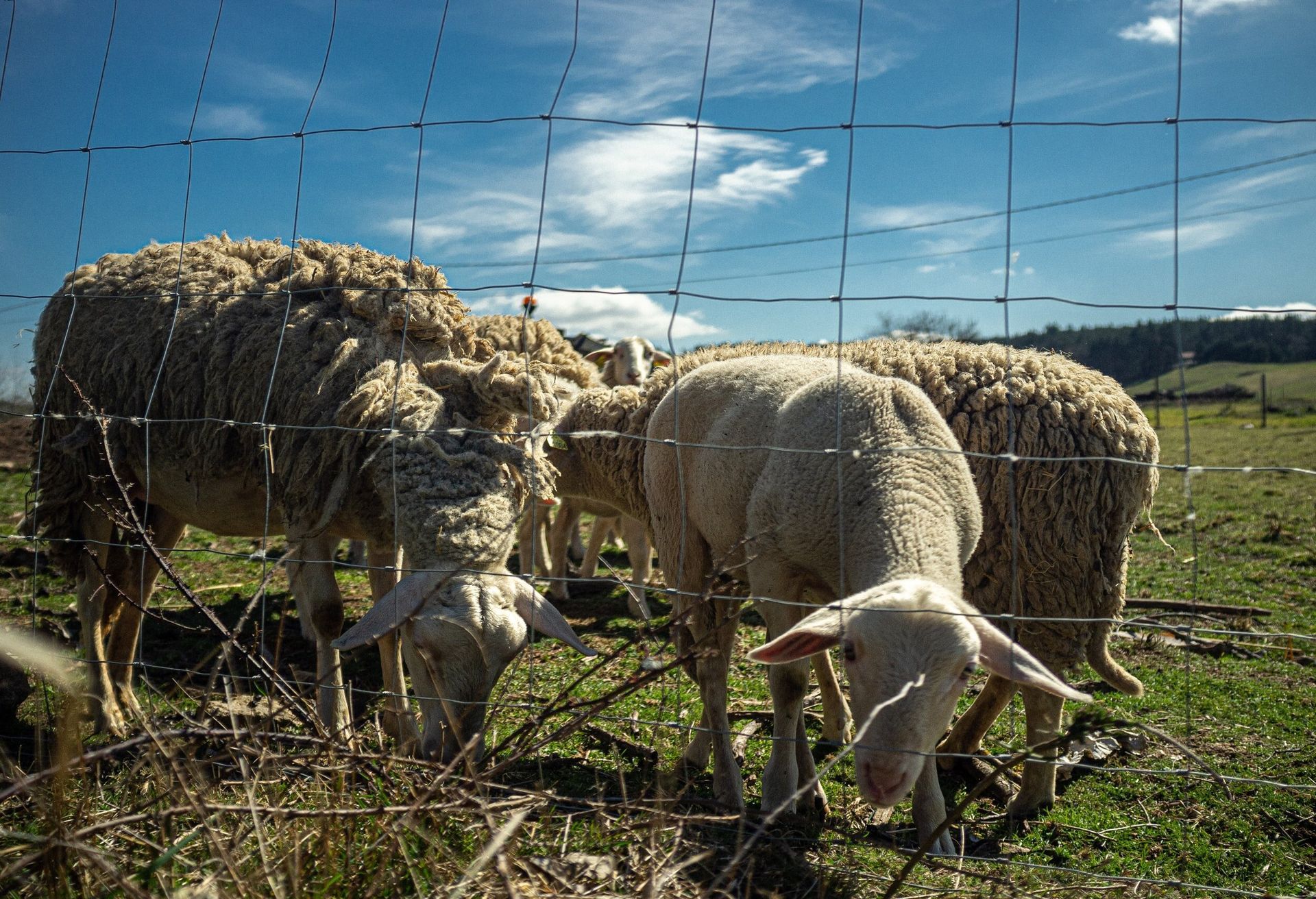 A herd of sheep grazing in a field behind a barbed wire fence