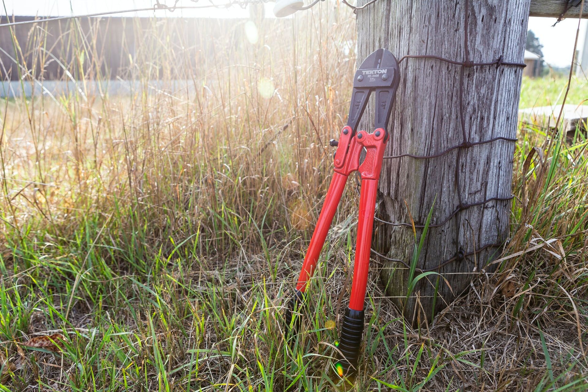 A pair of scissors is sitting in the grass next to a tree.