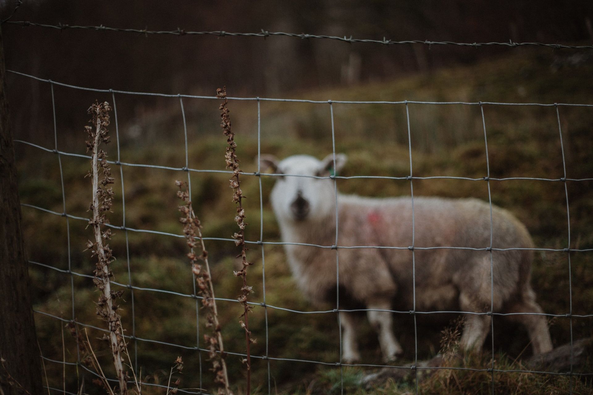 A sheep is standing behind a barbed wire fence in a field.