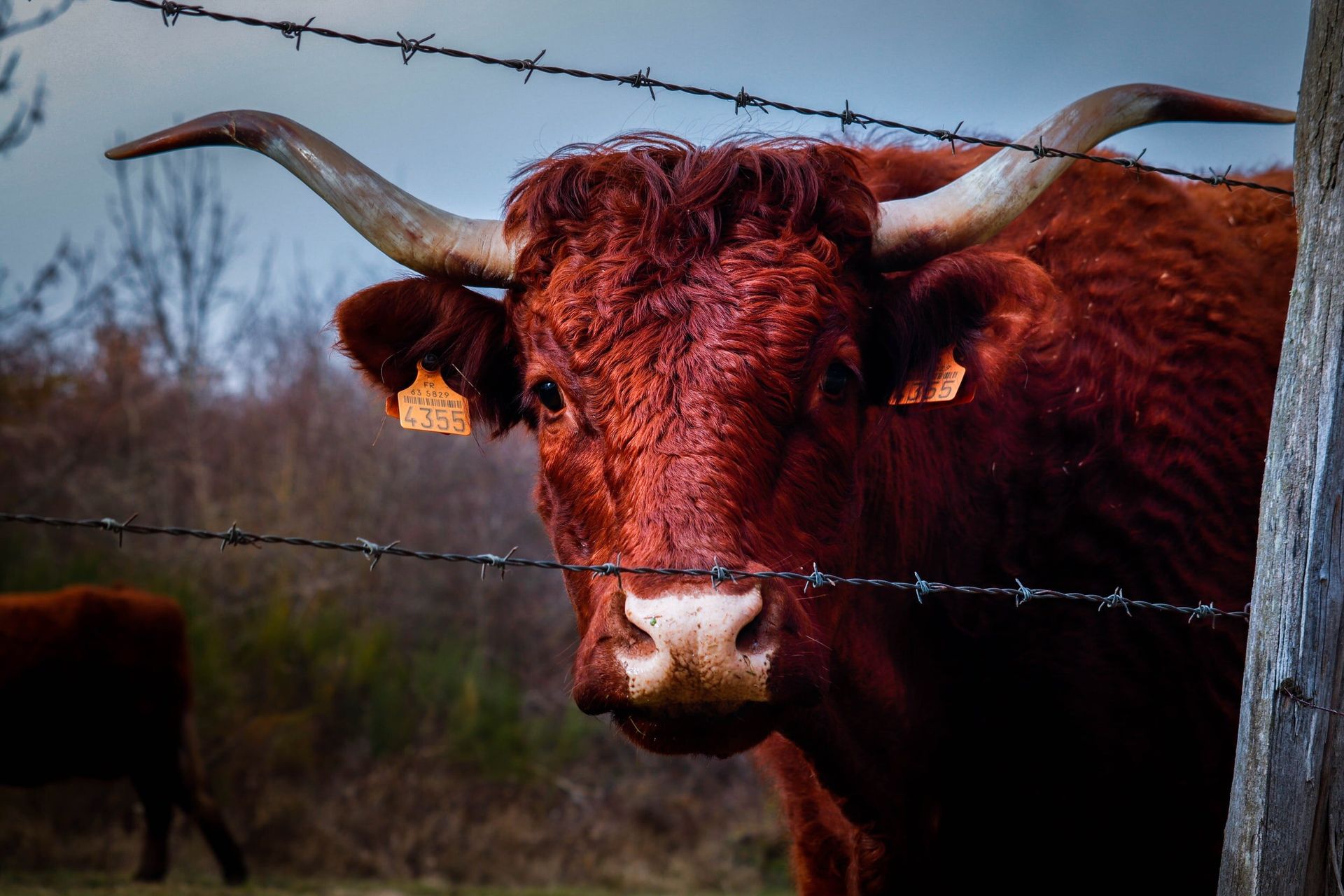 A brown cow with long horns is behind a barbed wire fence.