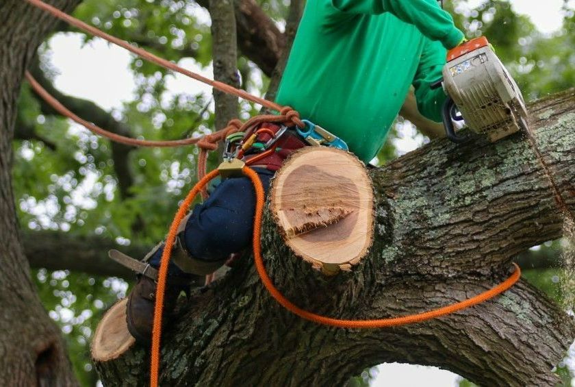 An image of Tree Removal Services in Avon, CT