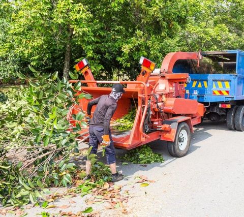 An image of Tree Trimming Services in Avon, CT