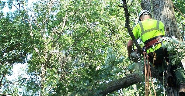 Licensed Arborist