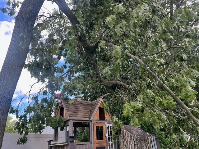 Neighbors Tree Removal